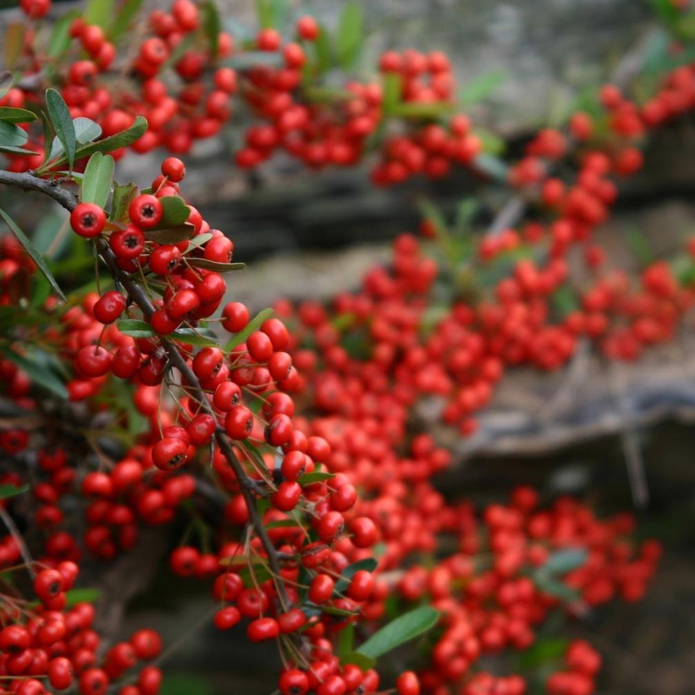 Cabañas Pyracantha Esquel Exterior foto